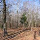 B&B trees
